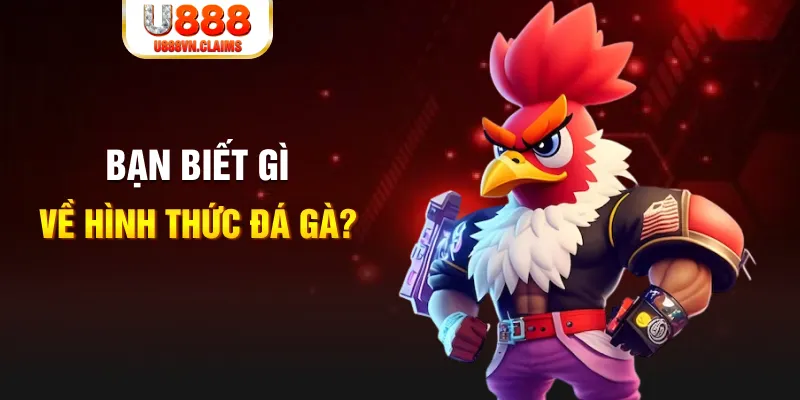Bạn biết gì về hình thức đá gà?